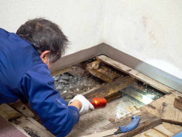 Certified Mold Removal in Burlington, WA