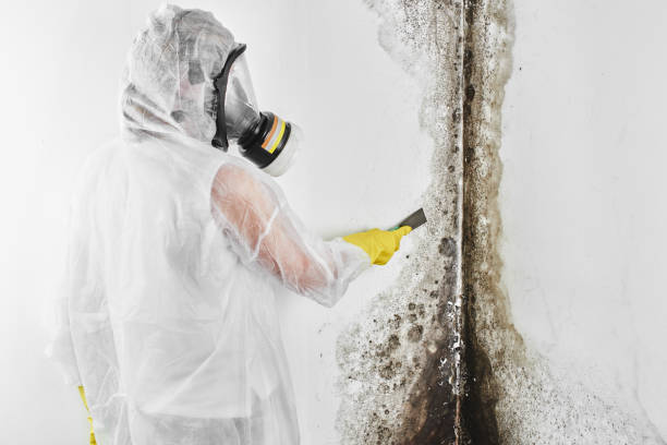 Best Black Mold Removal  in Burlington, WA