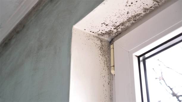 Best Best Mold Removal Companies  in Burlington, WA