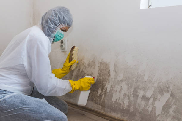 Mold Removal and Inspection in Burlington, WA