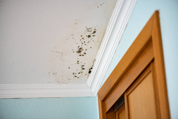 Best Affordable Mold Removal  in Burlington, WA