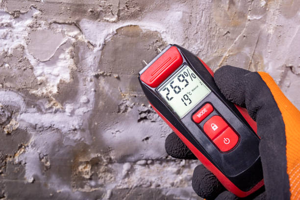 Best Attic Mold Removal  in Burlington, WA