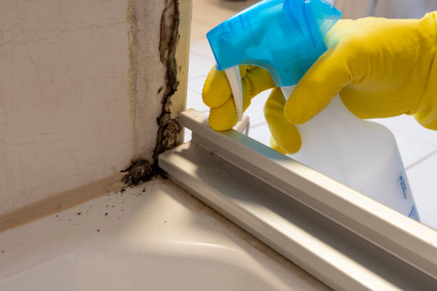 Best Residential Mold Removal  in Burlington, WA