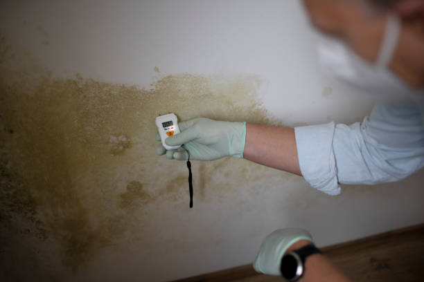 Best Local Mold Removal Service  in Burlington, WA