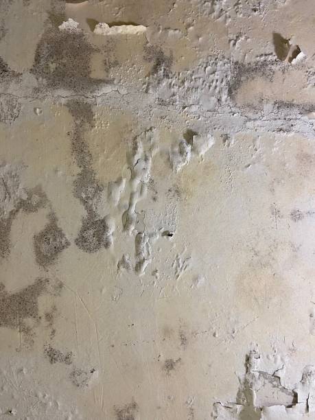 Best Mold Removal and Inspection  in Burlington, WA