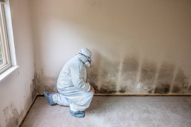 Best Mold Removal and Inspection  in Burlington, WA