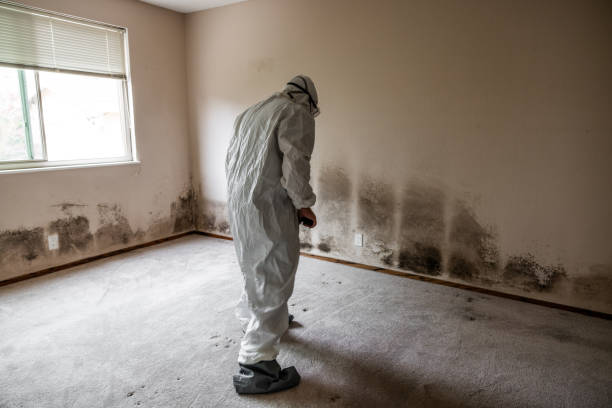 Best Commercial Mold Removal  in Burlington, WA