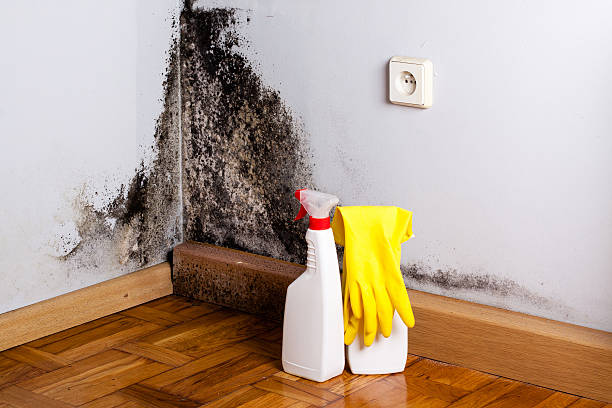 Best Mold Damage Repair  in Burlington, WA