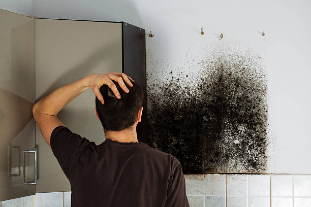 Best Mold Testing  in Burlington, WA