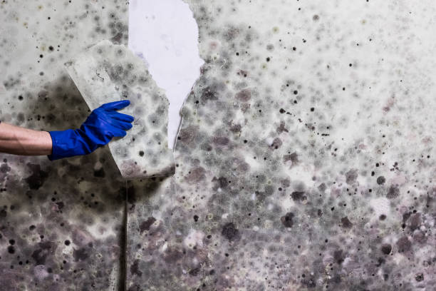 Best Mold Remediation Services  in Burlington, WA
