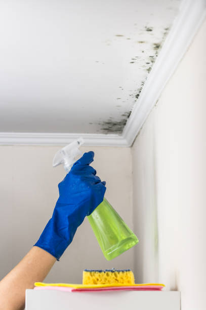 Attic Mold Removal in Burlington, WA
