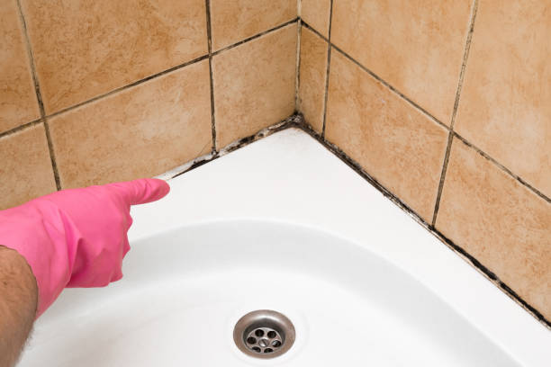 Best Black Mold Removal  in Burlington, WA