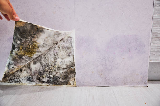 Burlington, WA Mold Removal Company